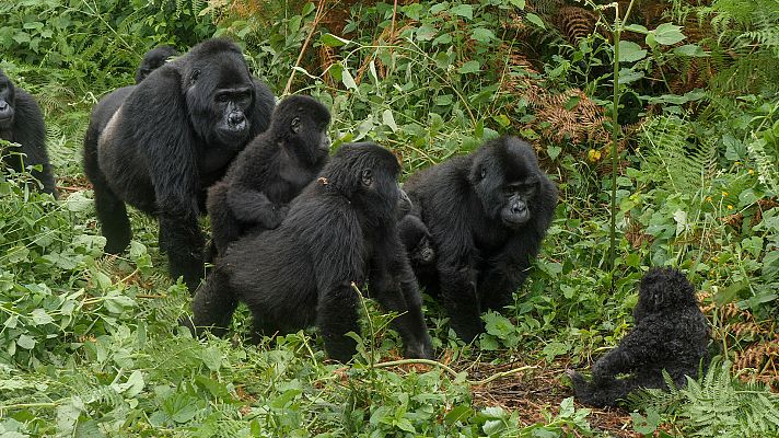 Los Trópicos