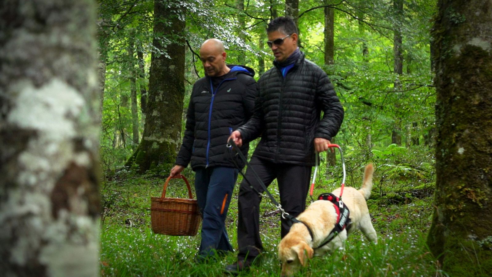 El señor de los bosques - Hayedo Larráun (Pamplona, Navarra) - ver ahora
