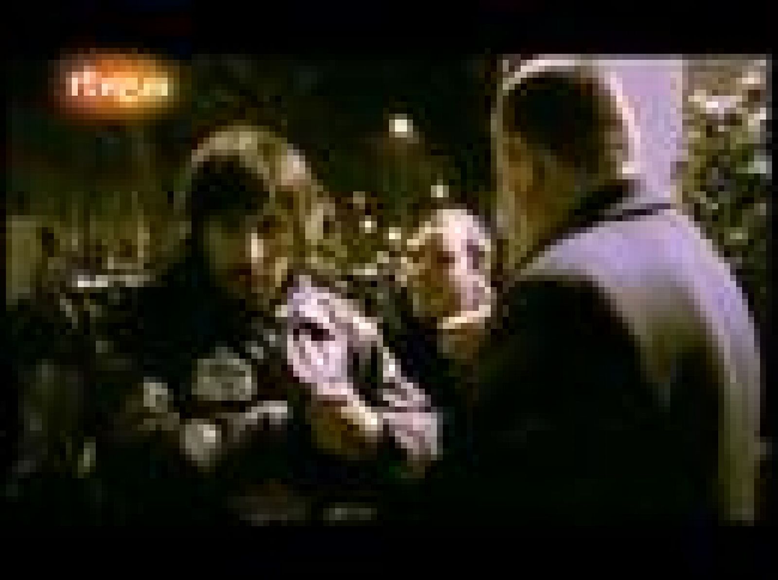 Estopa: "Te voy a comer la patilla" | Ver