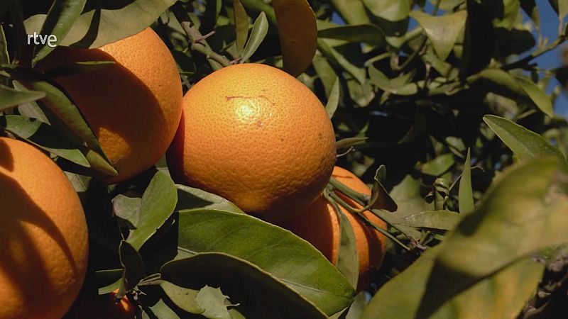 Aquí la Tierra - Satsuma, la mandarina japonesa