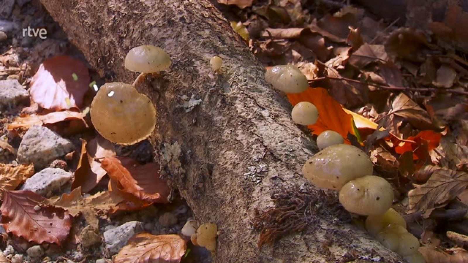 Reserva de la Biosfera de la Sierra del Rincón