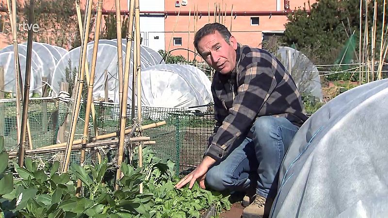 Aquí la Tierra - La rúcula, una verdura de intenso sabor