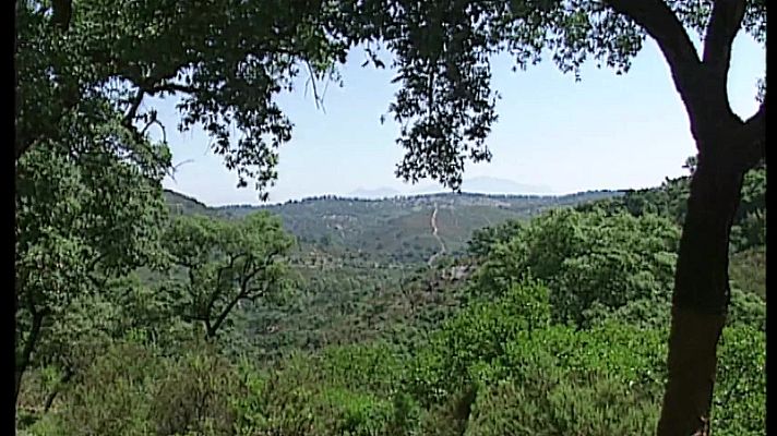 El bosque protector - Alcornocales, la última selva
