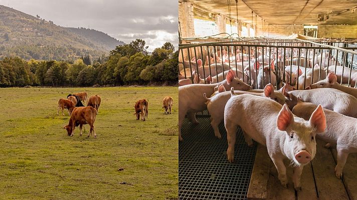 Así son la ganadería extensiva y la intensiva, desde dentro