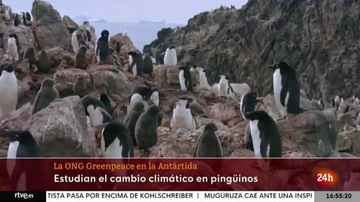 Telediario 1 - Los pingüinos, una especie centinela del cambio climático en la Antártida