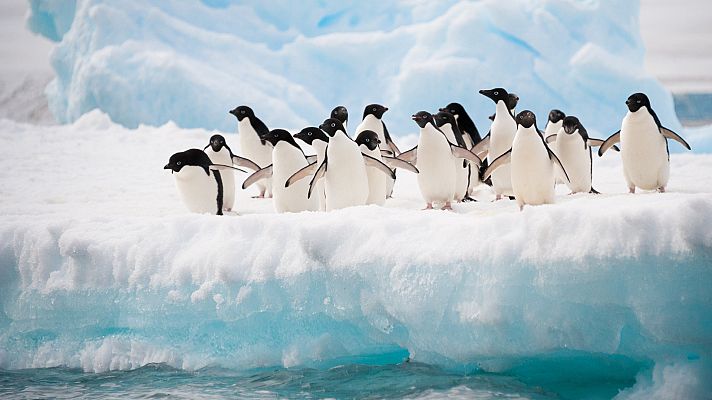 Telediario 1 - Los pingüinos, una especie centinela del cambio climático en la Antártida