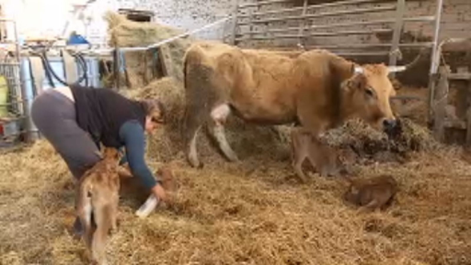 uagn y ganadería intensiva - Telenavarra | Ver