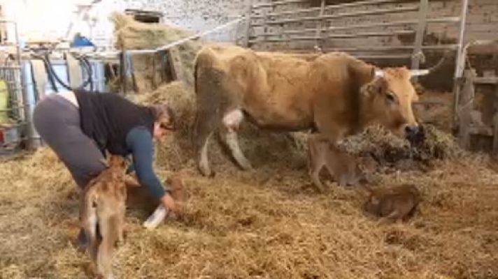 Telenavarra - uagn y ganadería intensiva