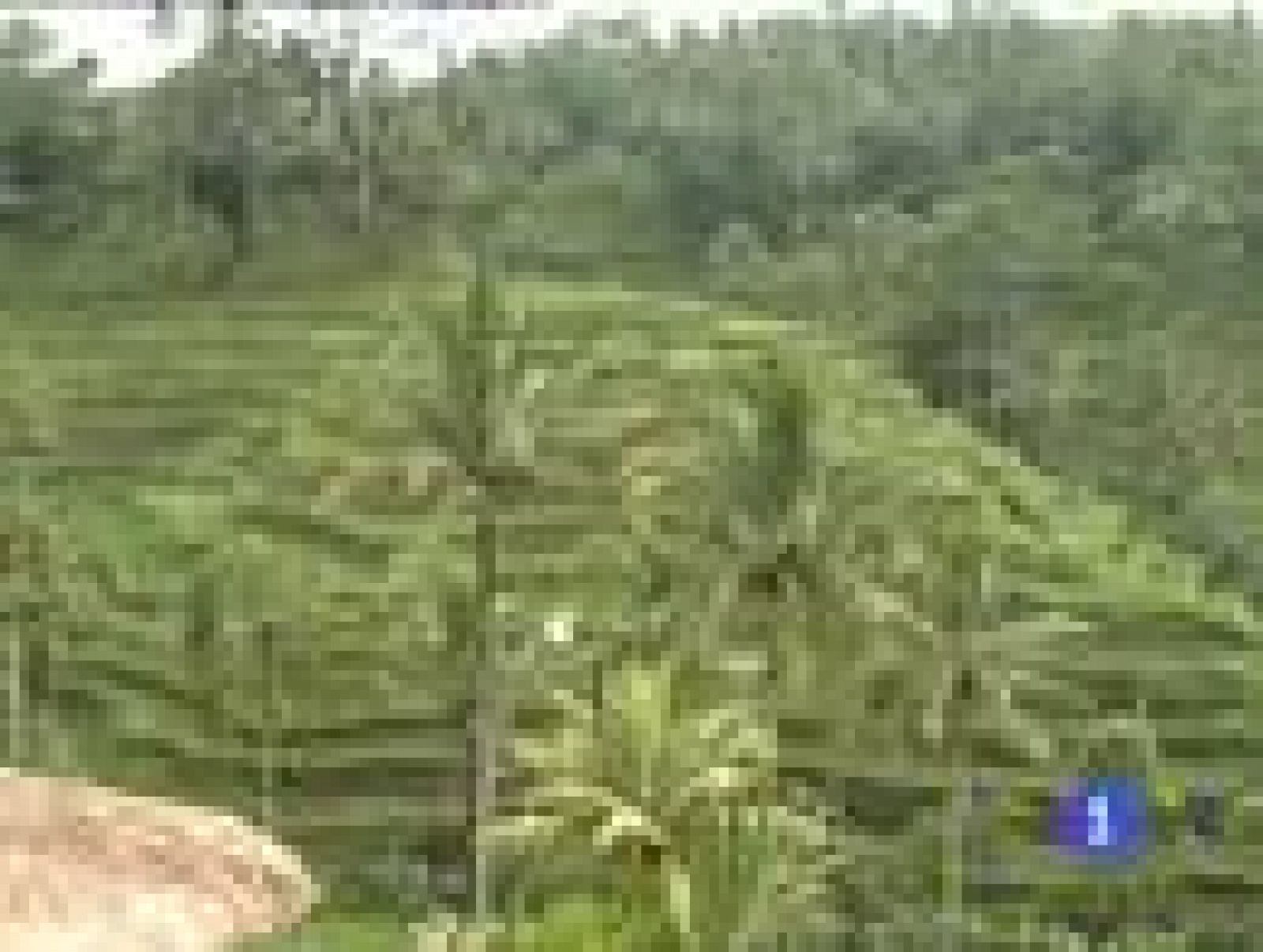 Españoles en el mundo - Bali | Ver