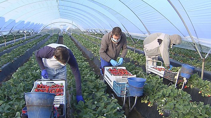 Noticias Andalucía - Arranca la campaña de la fresa en Huelva