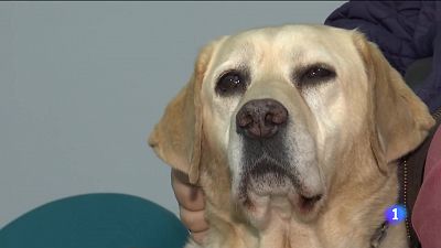 Un perro gua en la orla de la Universidad