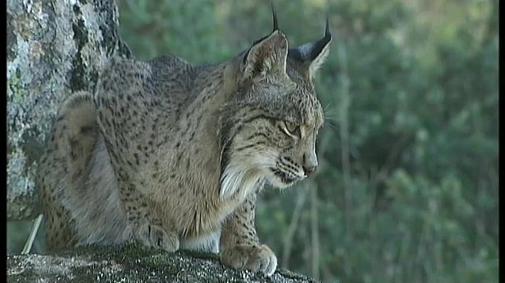 El bosque protector - El lince ibérico
