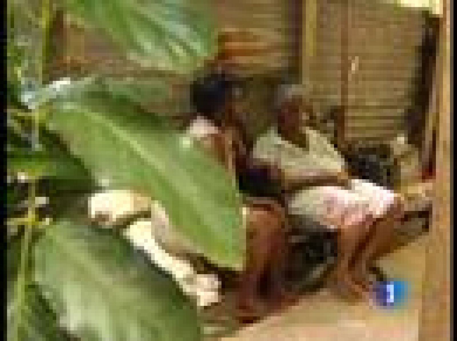 Las familias se encontrarán con los tripulantes del Alakrana en las islas Seychelles | Ver