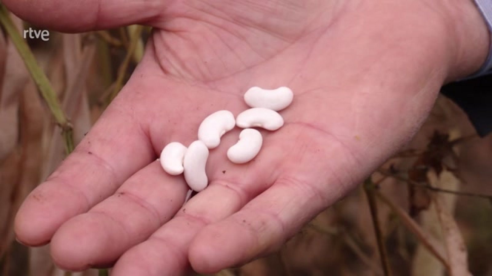 Aquí la Tierra - Mongetes del ganxet, la guinda del huerto