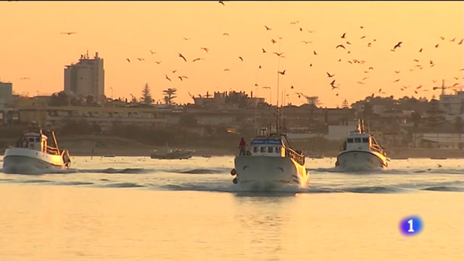 Noticias Andalucía: El langostino en peligro | RTVE Play