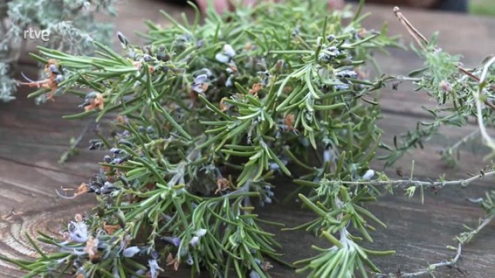 Aquí la Tierra - Plantas aromáticas y medicionales, beneficios todo el año