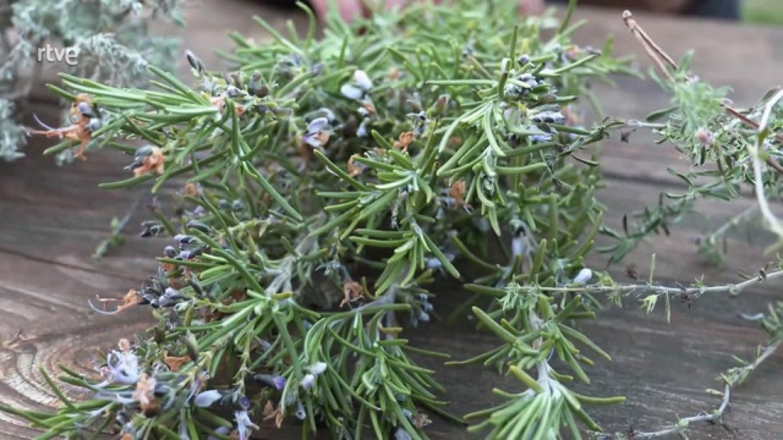 Aquí la Tierra - Plantas aromáticas y medicionales, beneficios todo el año