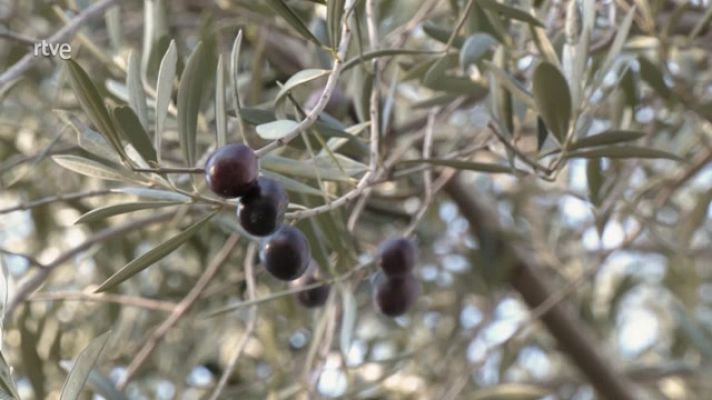 Aquí la Tierra - Todo sobre el olivo, rey del campo