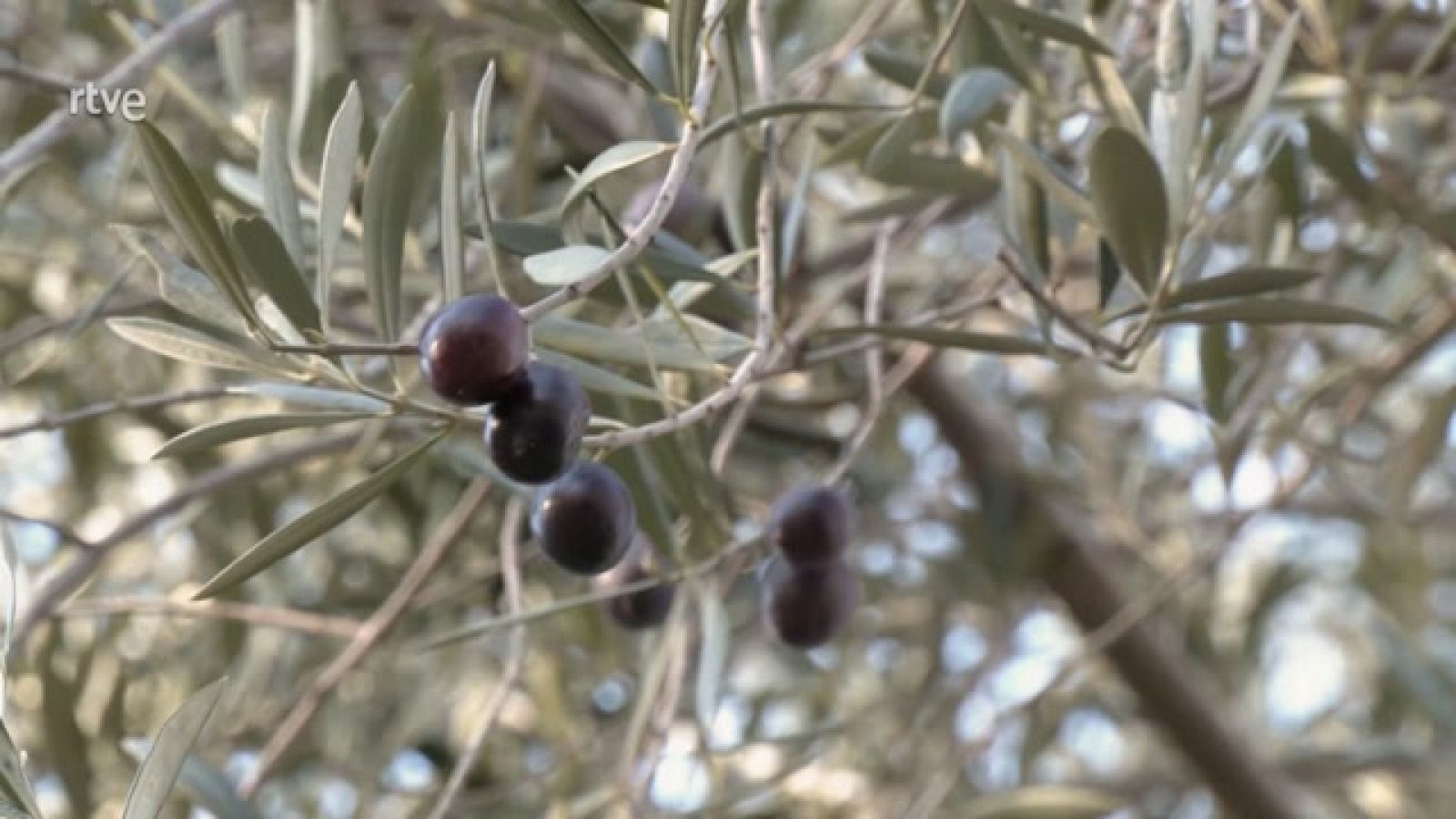Aquí la Tierra - Todo sobre el olivo, rey del campo