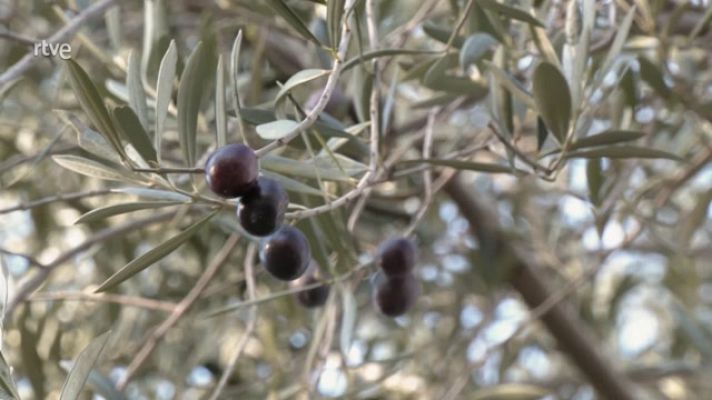 Aquí la Tierra - Todo sobre el olivo, rey del campo