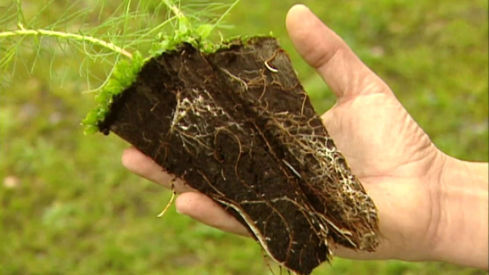 El bosque protector - Repoblaciones. El bosque artificial - ver ahora