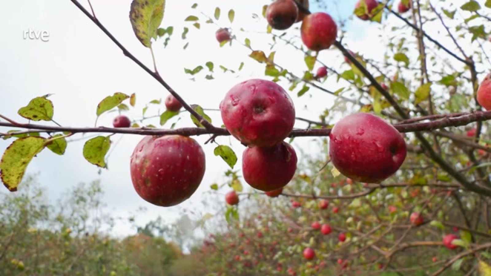 Aquí la Tierra - Así se hace la sidra, una bebida milenaria