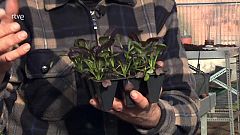 Aquí la Tierra - La planta de la mostaza, la reina del huerto y del plato