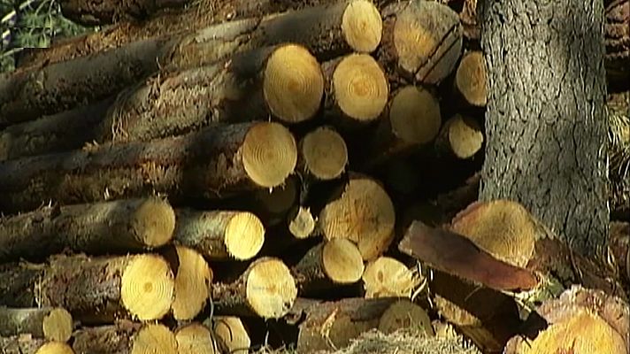 El bosque protector - El papel del bosque