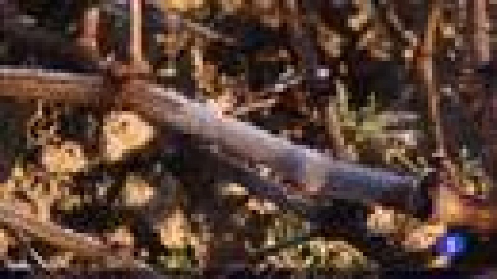 Informativo Telerioja - 27/01/22-Ver ahora