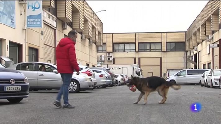 Un perro vuelve a su casa tras siete años