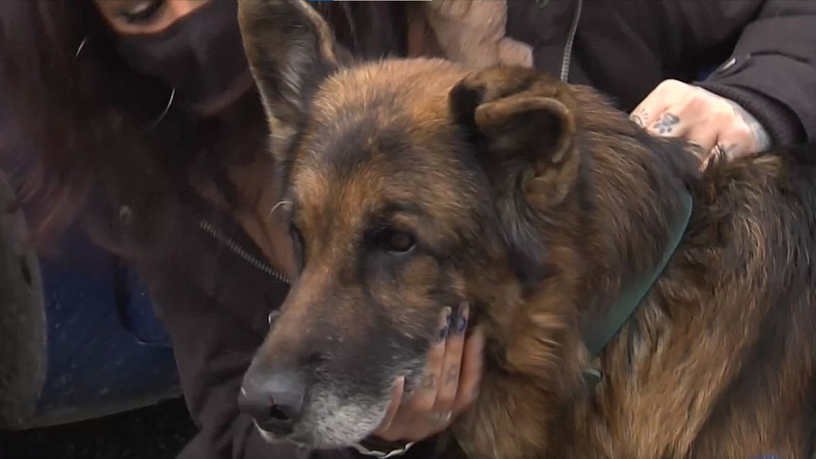 La historia de Dico: un perro que vuelve con su familia siete años después gracias al chip de identidad   