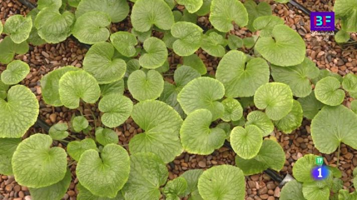 Aquí la Tierra - El wasabi mediterráneo