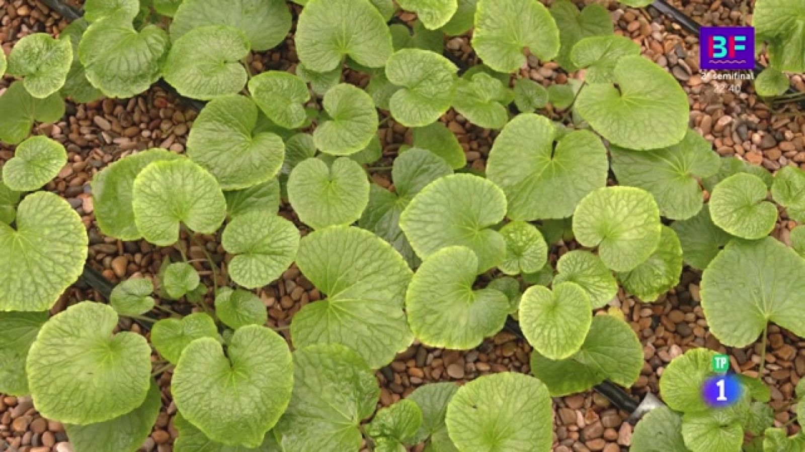 Aquí la Tierra - El wasabi mediterráneo 