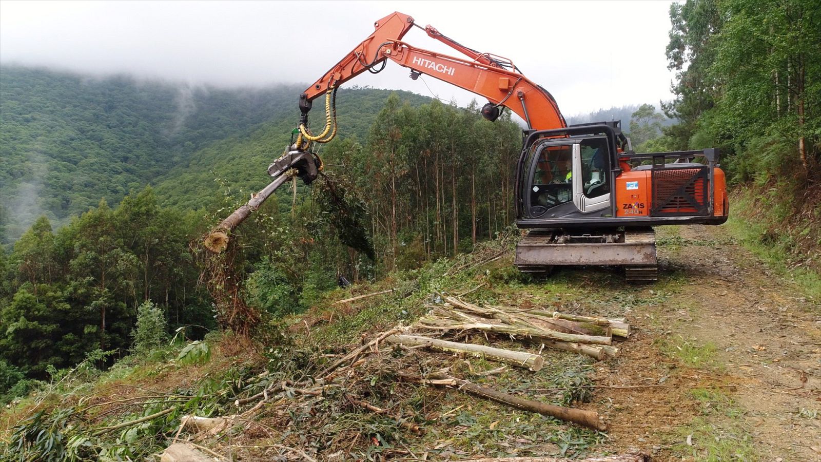 El bosque protector - Papel y cartón, ciclo de vida - ver ahora