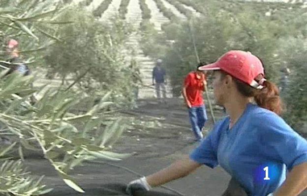  - El olivar, en quiebra técnica