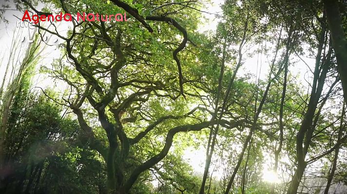 La aventura del Saber - Agenda natural de enero