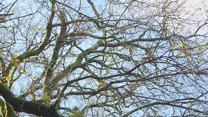 Telexornal - Galicia - Santiago busca cen mil votos para que o Carballo de Conxo sexa árbore europea de 2022