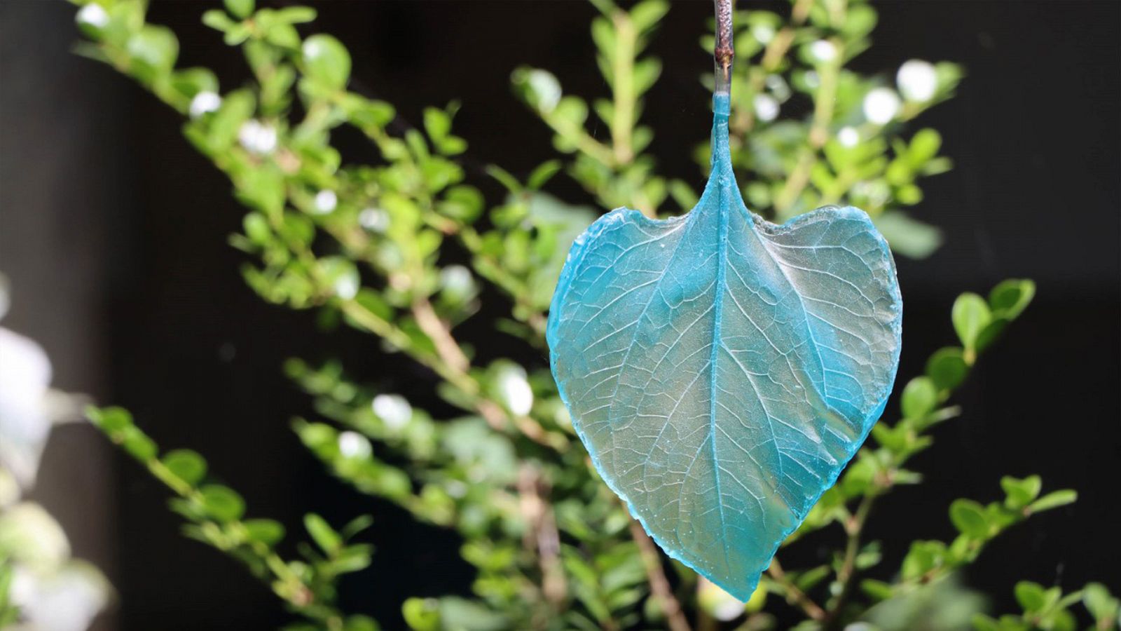 METROPOLIS CAP  166 HD BIENAL DEMetrópolis - Bienal de Cuenca2021/22: La Bienal del Bioceno - cambiar el verde por el azul - ver ahora