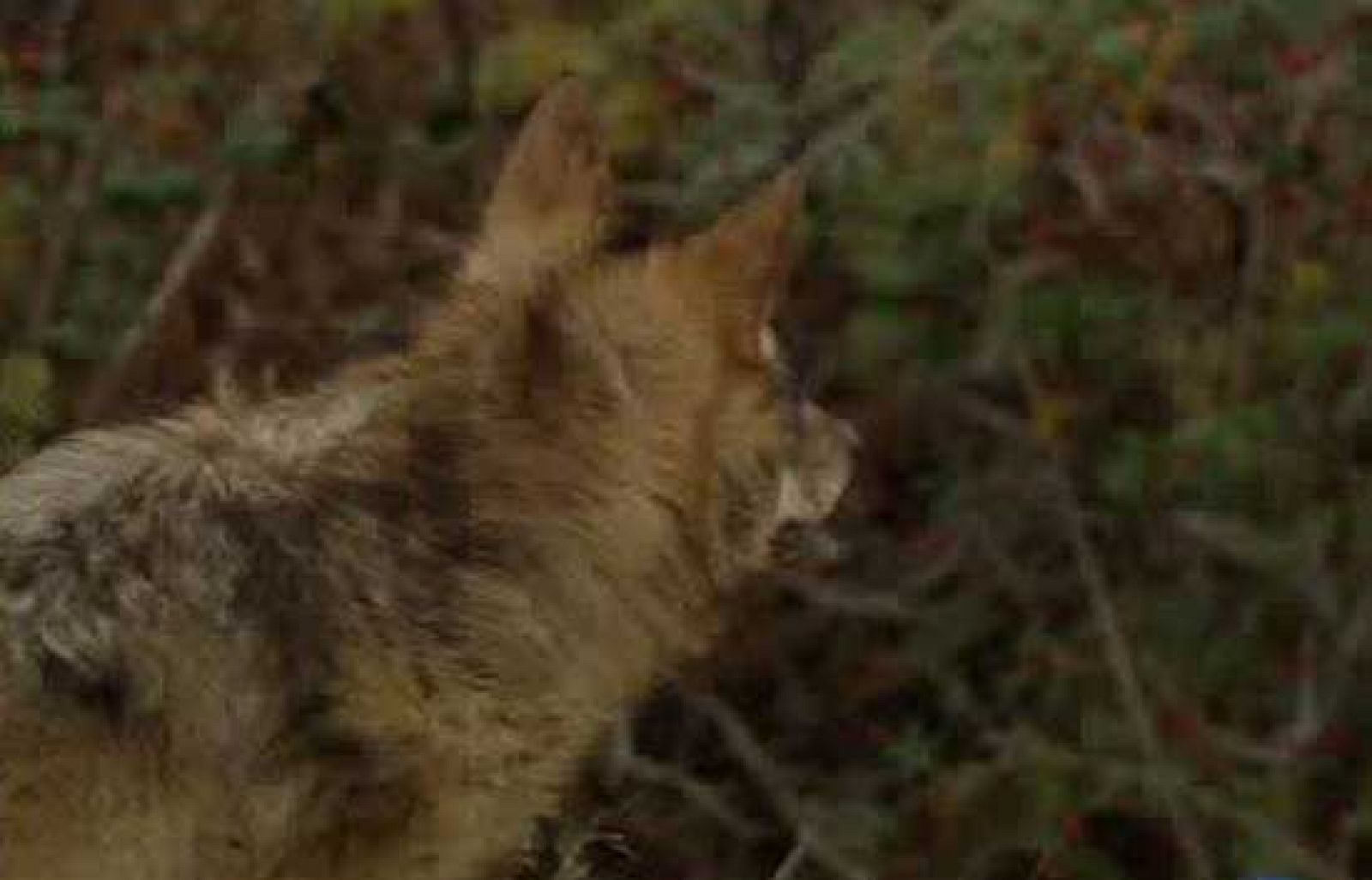 Matar lobos al sur del Duero es ilegal