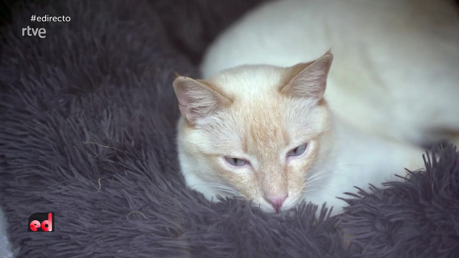 España Directo - 01/02/22 - ver ahora