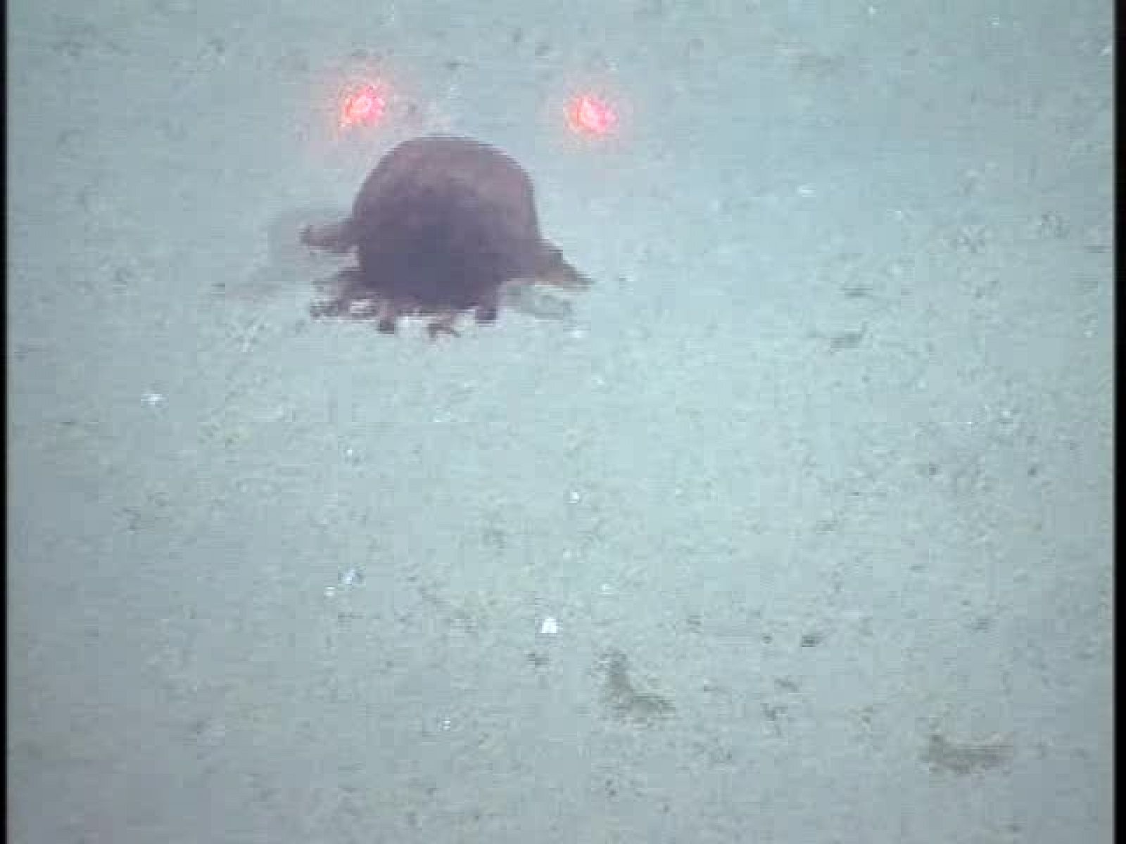 Un extraño pepino de mar - Ciencia y tecnología en Rtve.es | Ver