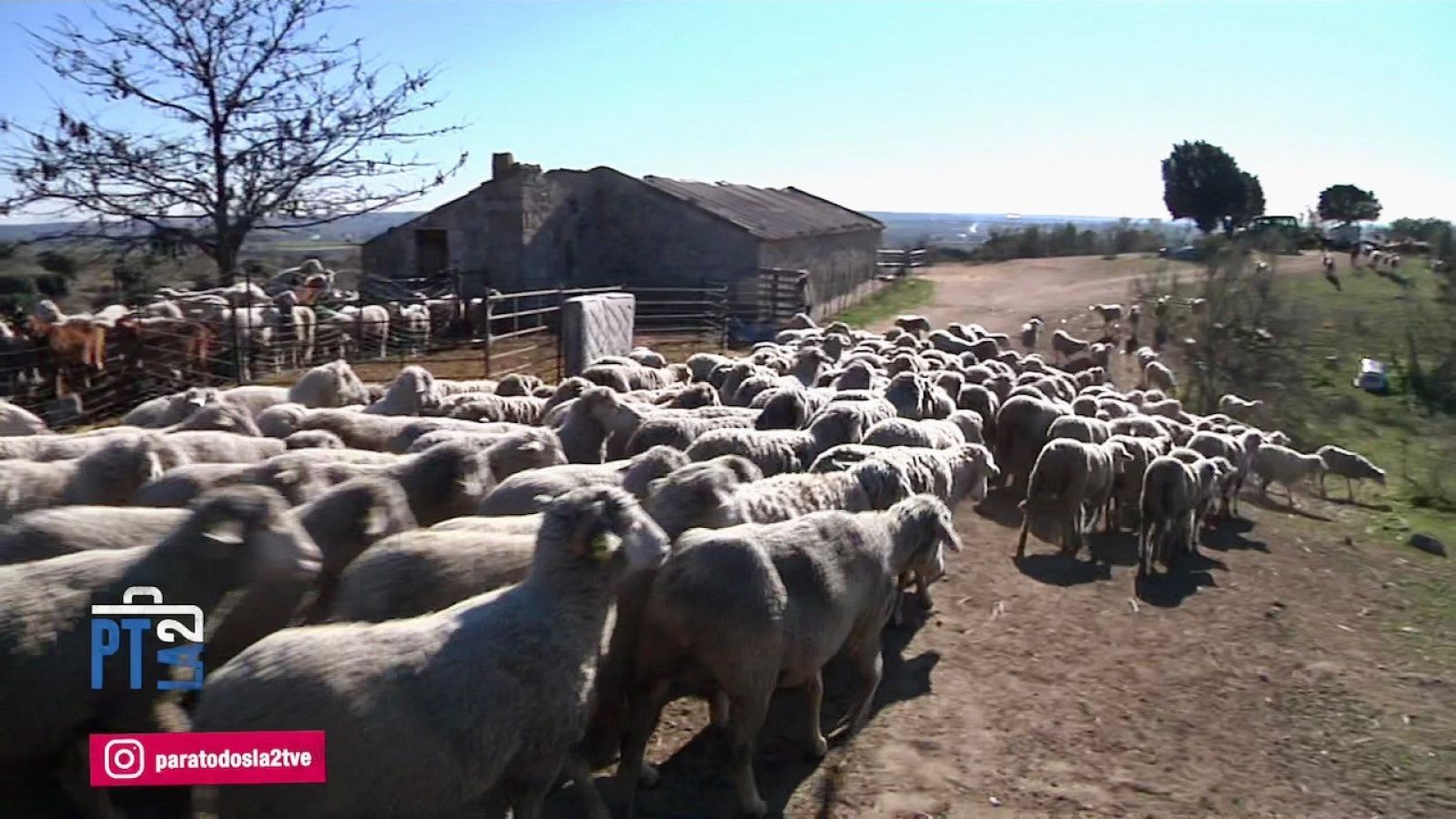 La trashumancia en España. Reportaje con Jesús Garzón