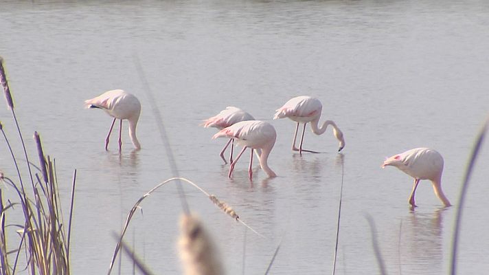 Doñana pierde 2/3 de sus humedales 