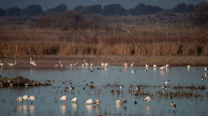 Telediario 1 - La sequía de los humedales amenaza a 3 de cada 10 especies que dependen del agua
