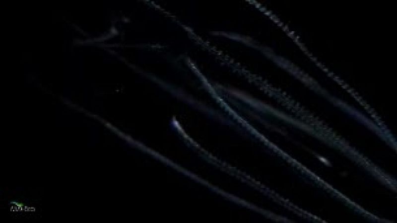 El Censo de Vida Marina ha inventariado 17.650 nuevas y variadas especies abisales: pulpos, pequeños camarones, gusanos... La mayoría viven a base de una dieta bacteriana que surge de la descomposición del petróleo o los huesos hundidos de las ballen