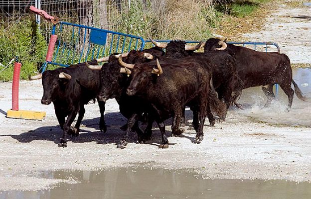 Siete toros causan dos heridos