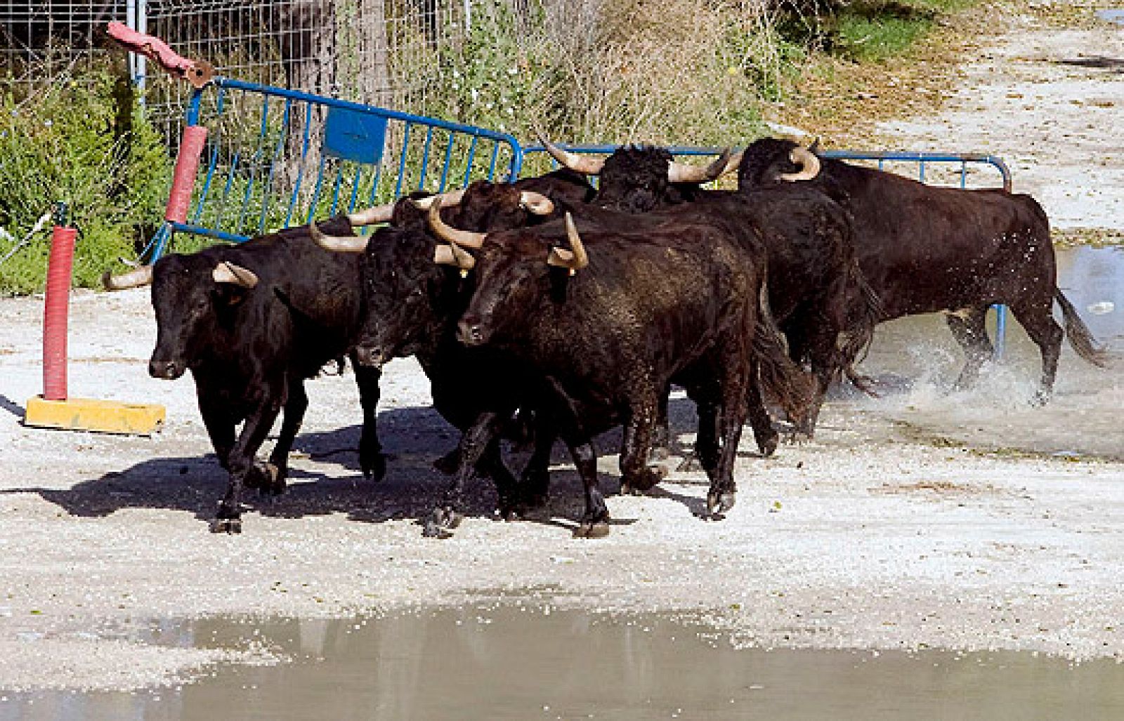 España Directo - Siete toros causan dos heridos del rodaje de la película de Tom Cruise en Cádiz