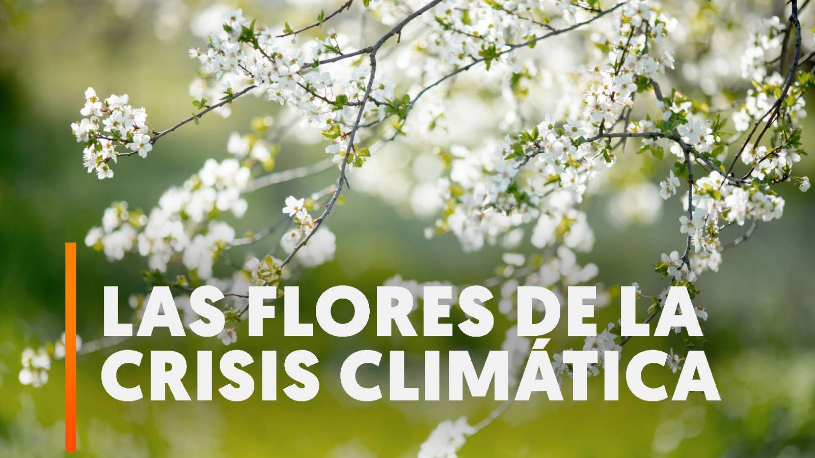 Comienza en Reino Unido la floración un mes antes por el cambio climático