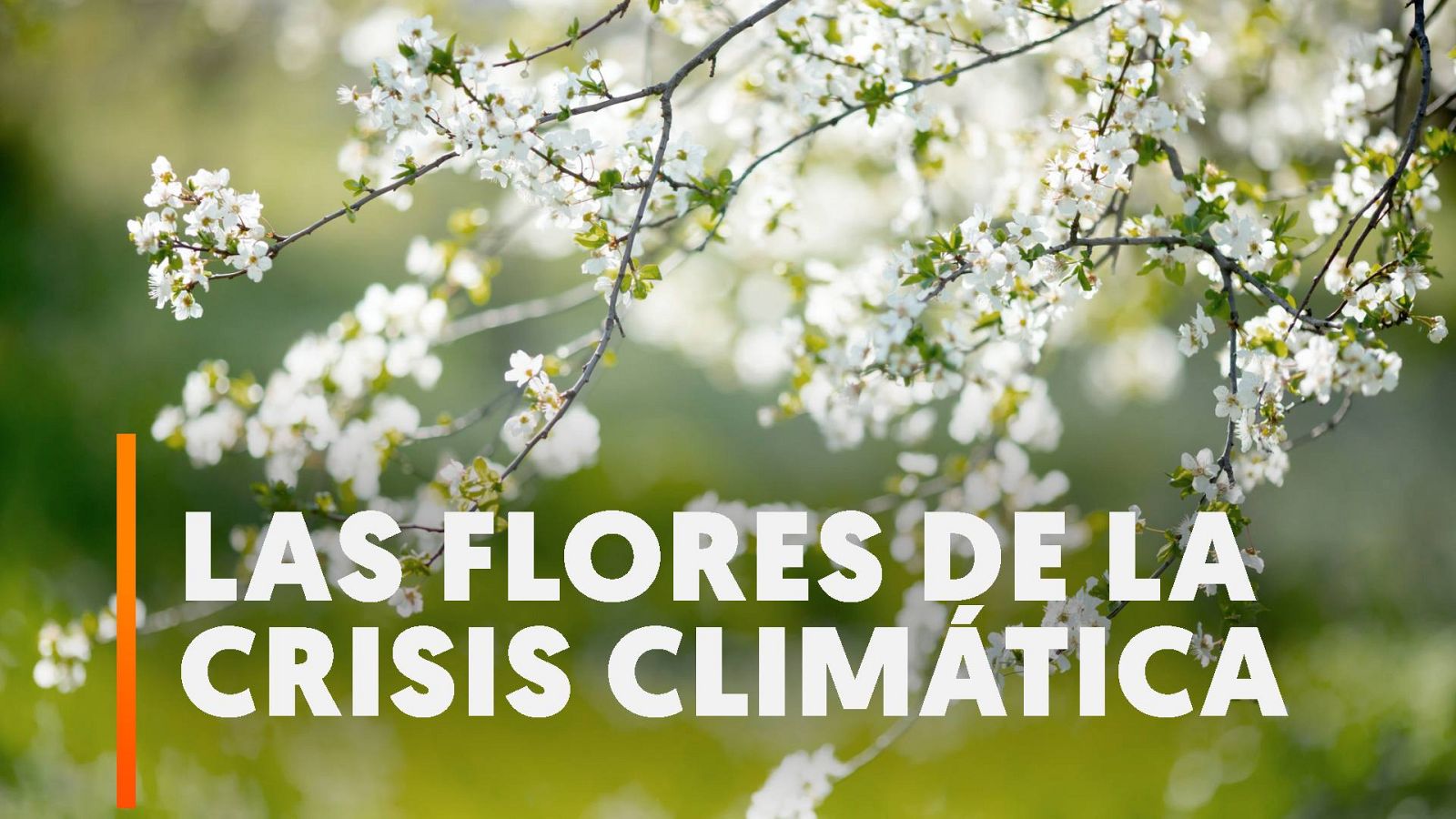 Comienza en Reino Unido la floración un mes antes de lo esperado por el cambio climático