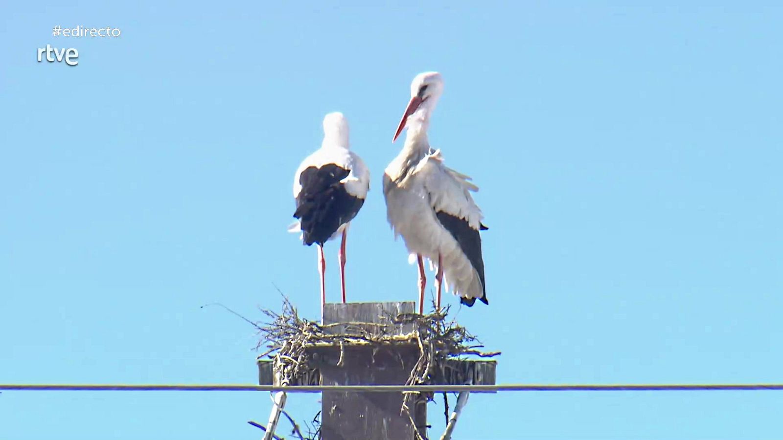 España Directo - 02/02/22 - ver ahora